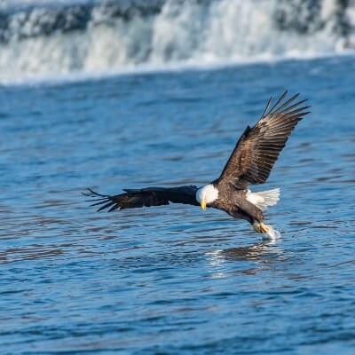 Bald Eagle Hunting in River