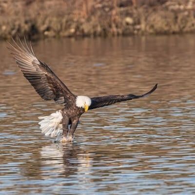 Bald Eagle Catching Fish