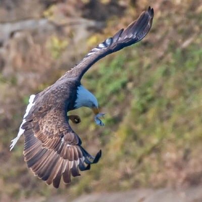 Bald Eagle Catching Fish