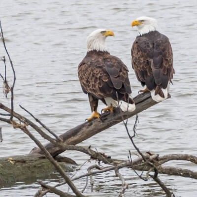Bald Eagles Ralph & Alice
