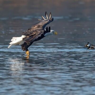 Bald Eagle Fishing