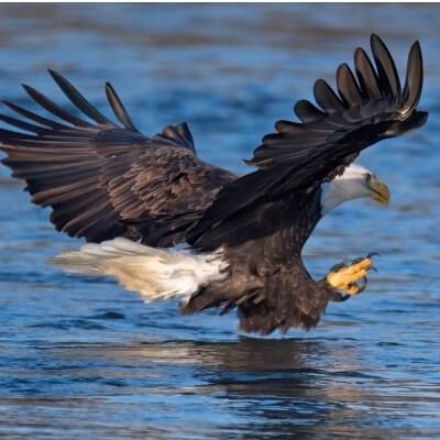 Bald Eagle Close Up Photo