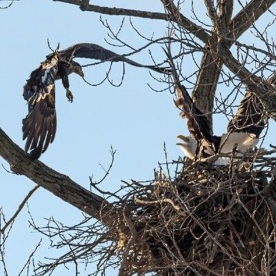 Bald Eagle Protecting Nest