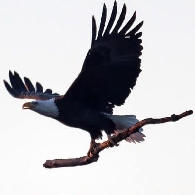 Bald Eagle Flying