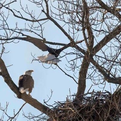 Bald Eagle Nest