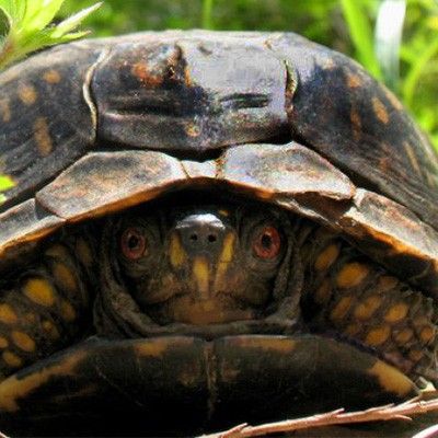 Bull's Run Arboretum