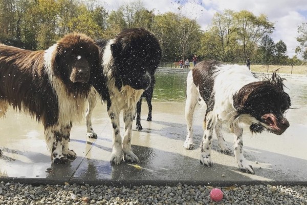 Content image Image file Dogs-at-FurField-6a795c755056a36_6a795e0d-5056-a36a-0991aa565a05c1c3.jpg