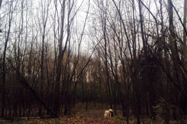 Content image Image file Woodsdale-Regional-Park-Dog_fab23fe9-5056-a36a-09f355c913c0c844.jpg