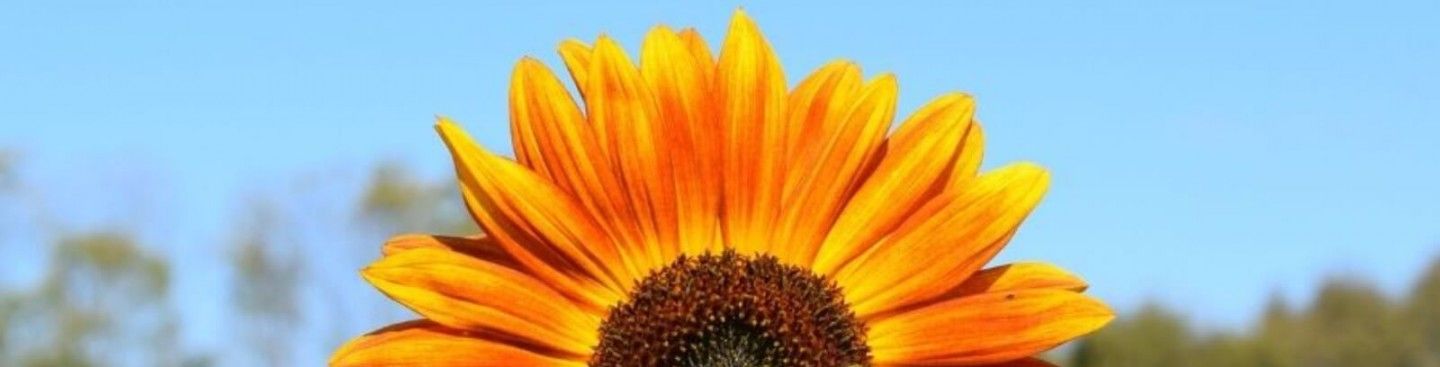 Burwinkel Farms Sunflower Field