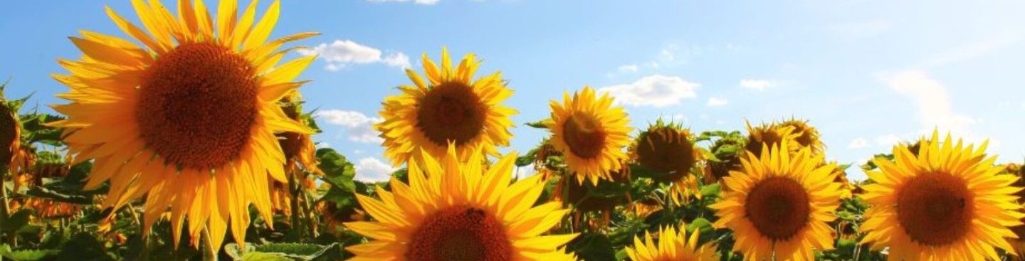 Sunflower Fields, Butler County Ohio