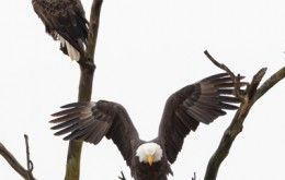 bald eagles ohio