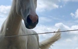 Horse at nation road horse rental