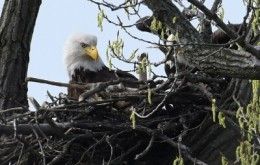 Eaglets