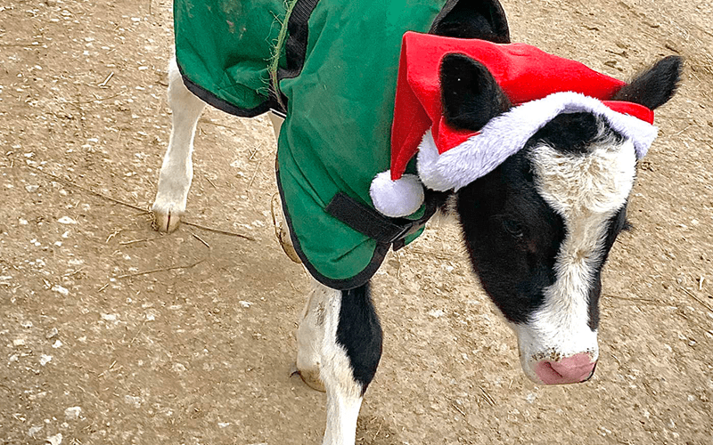 Christmas with the Cows