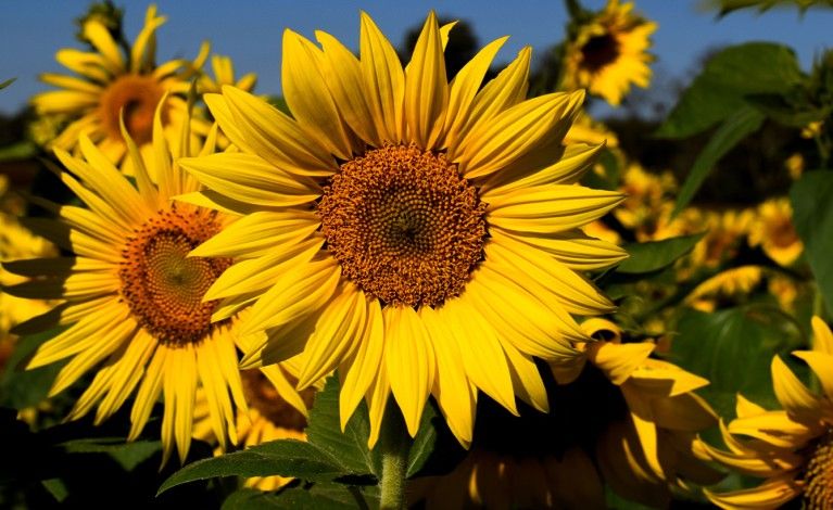 Sunflower Burwinkel Farms