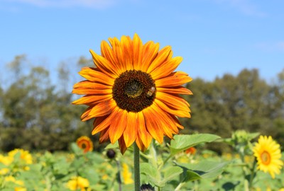 Burwinkel Farm